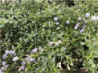 85ab8038-20181104 Ceanotus.jpg